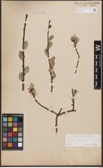 Foto von Salix caprea L.